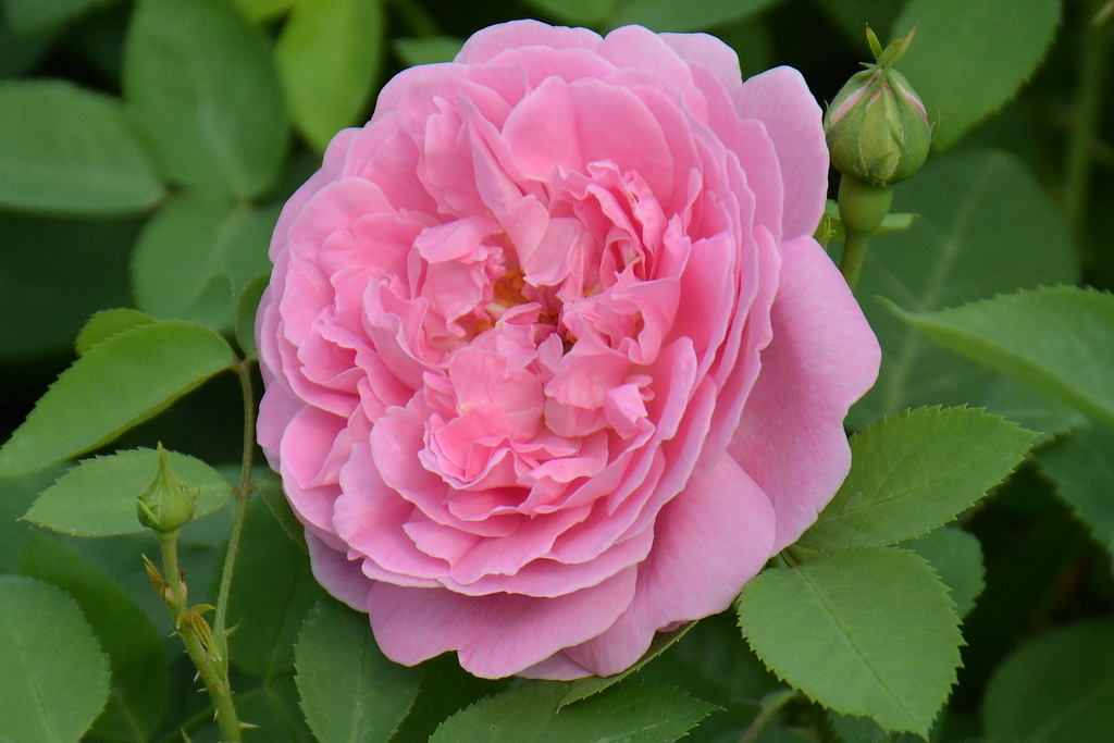 Rosa (S) `Mary Rose`®_2021.05.24 (21).JPG